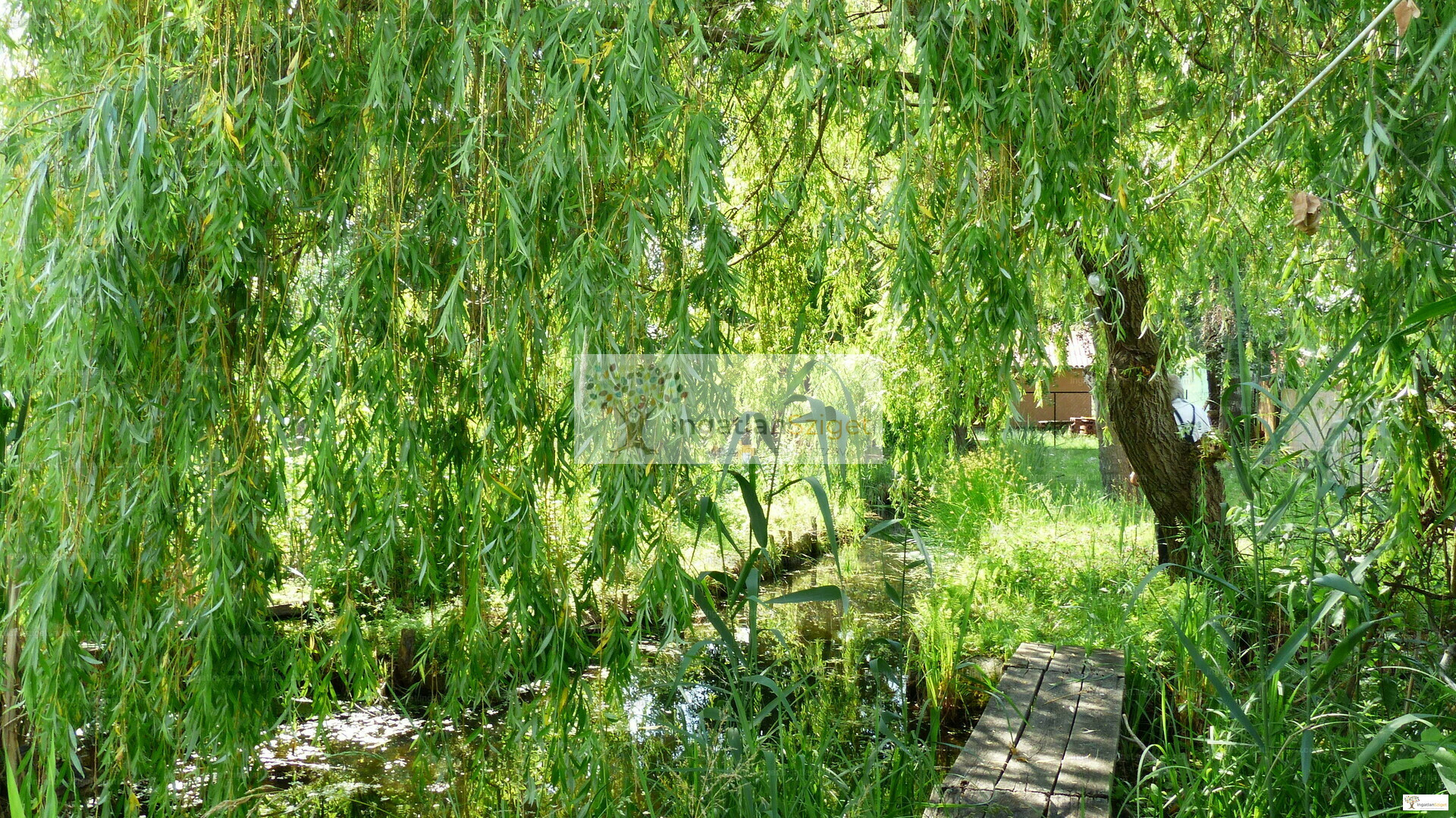 34296670_232653716_hd